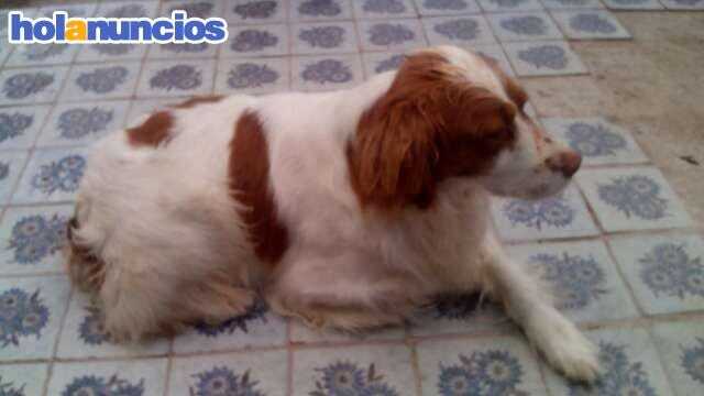 BRETÓN SPINGER SPANIEL Y PODENCOS - Caza
