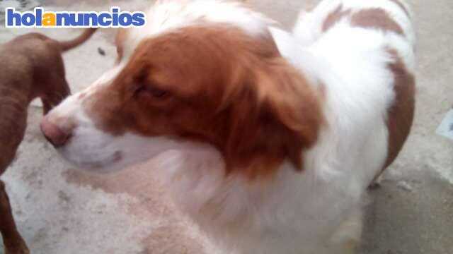 BRETÓN SPINGER SPANIEL Y PODENCOS - Caza