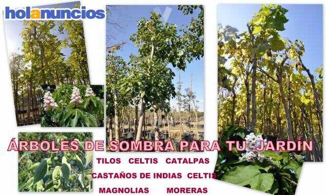  RBOLES DE SOMBRA PARA TU JARD N Otros De Bricolaje Y Jardiner a